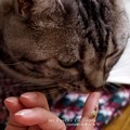 Photos: 2012年、うちに来た頃の母ツムちゃん。（カタツムリ飼育）
