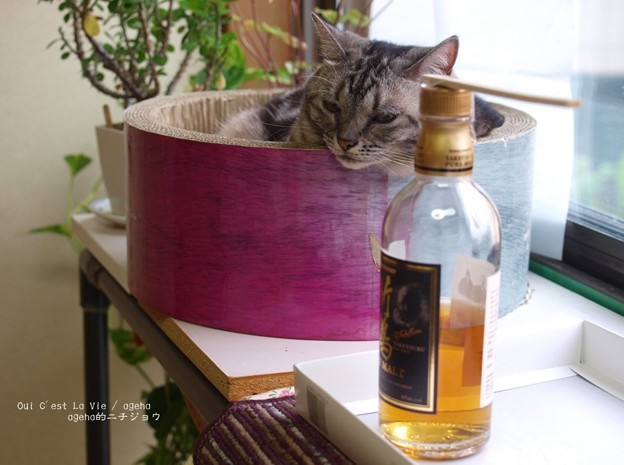この酒瓶はにゃにかにゃ。（ナガサキアゲハ羽化）
