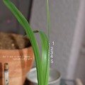 でも多すぎ。（チャバネセセリ）