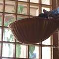 ねむねむしい。（チャバネセセリ）