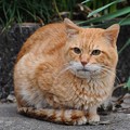 Photos: 2011年11月24日のボクチン(７歳)