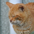 Photos: 2011年12月25日のボクチン(７歳)
