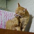 Photos: 2011年01月21日の茶トラのボクチン(６歳)