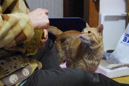 2009年02月05日の茶トラのボクチン(4歳)