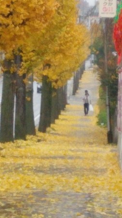 雨あがりの並木道