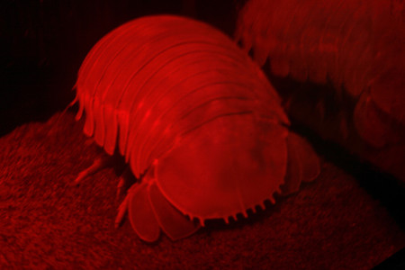 ダイオウグソクムシ