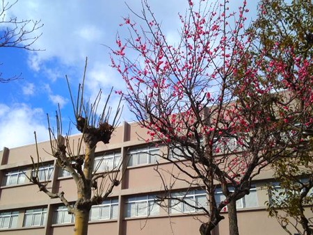 1月の梅