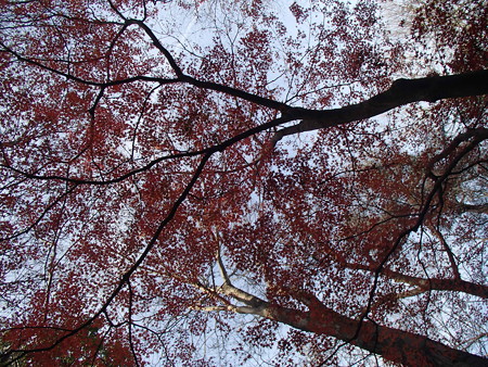 PC154757