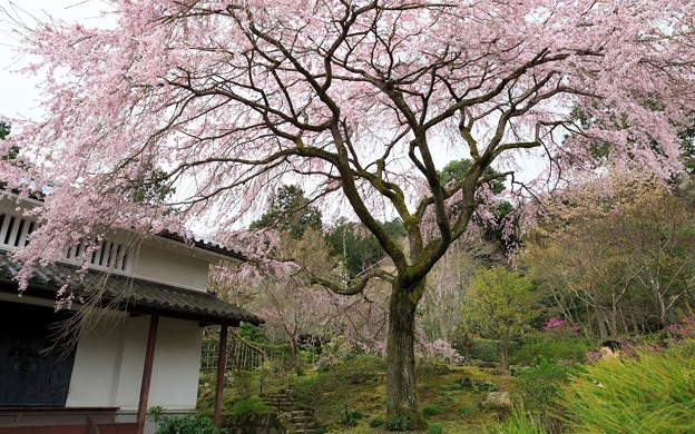 常寂光寺33