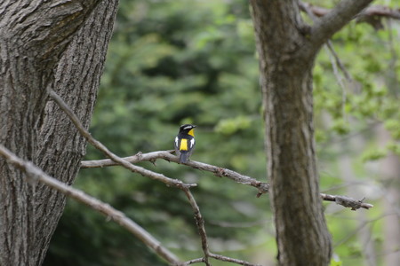 珍鳥 マミジロキビタキ雄