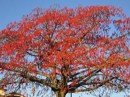 イイギリ（2007年の状態）