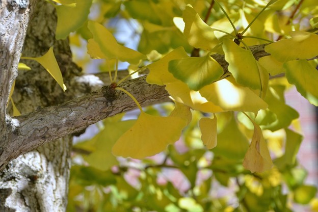 Gingko and the Light 10-18-17