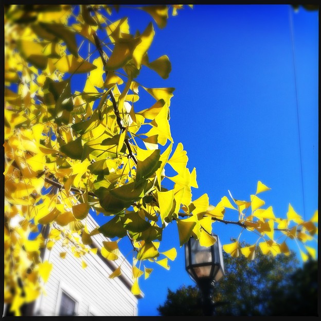 Autumn in Maine Street 10-18-17