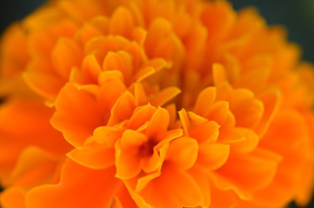 Orange Marigold 12-3-17