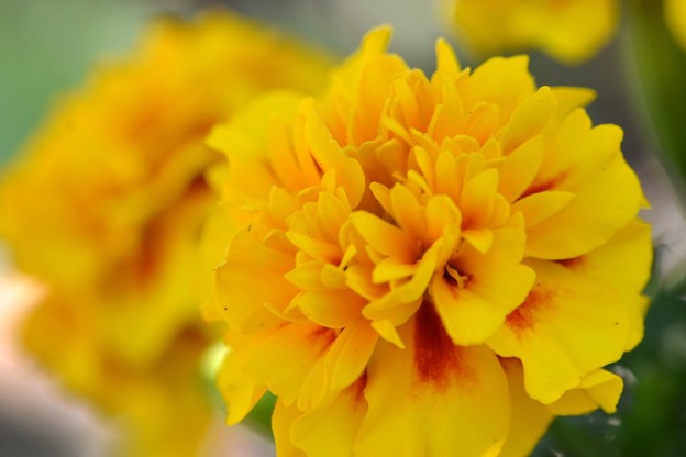Photos: Yellow Marigolds 12-3-17