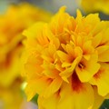 Photos: Yellow Marigolds 12-3-17