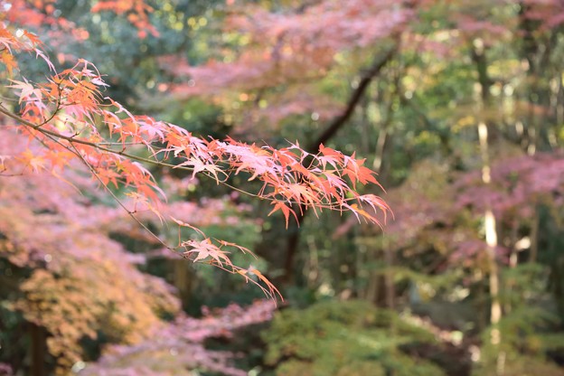 DSC_0024-001虎渓山永保寺