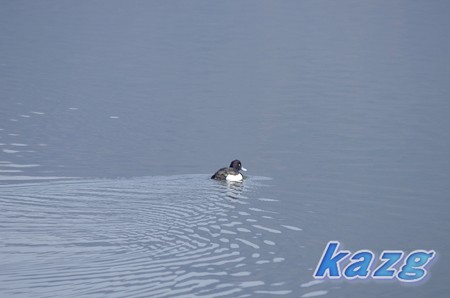 児島湖のキンクロハジロ