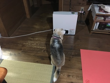 暖かい場所を知っているビーグル