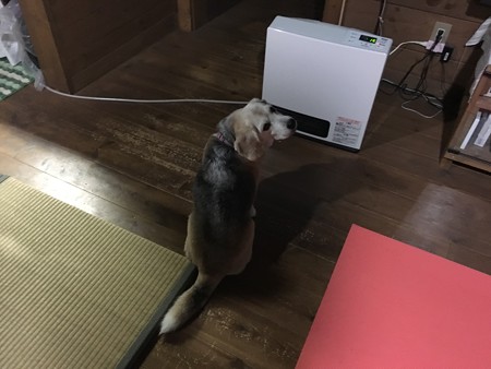 やっとストーブつけてくれてまちたね。むしろ遅かったでちゅよ!ぷんすか!