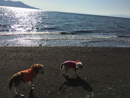 海が目の前だけど泳がない「海」という名前がついている夫婦