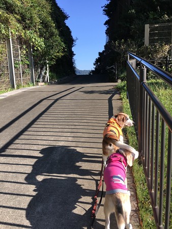 さ、では戻りましょうかね