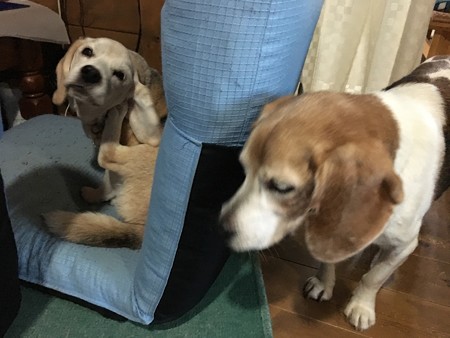マリン「お互い長生きしようね!」うみ「当たり前でちゅよ!」