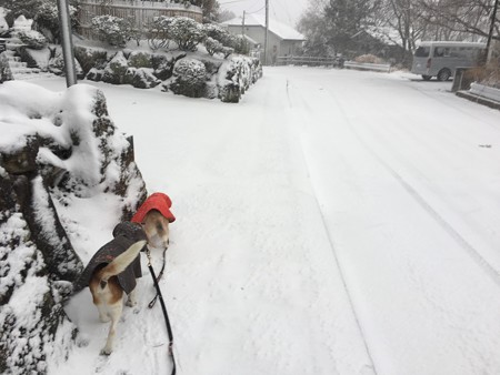 シニアなのに雪喜んでました