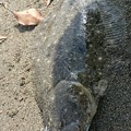 Photos: 目が可愛い（笑）