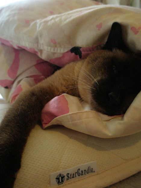 猫の布団ロール