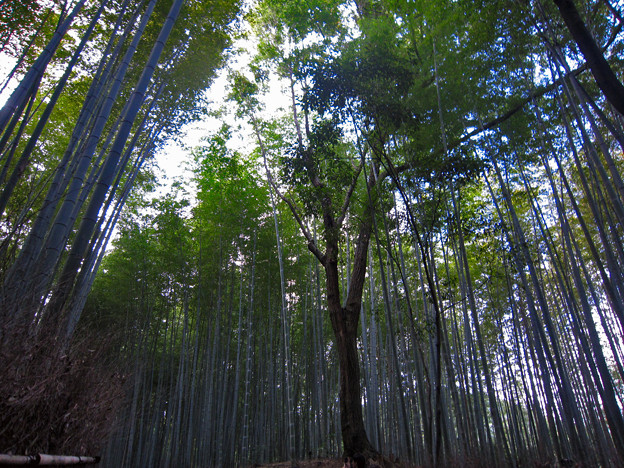 嵐山