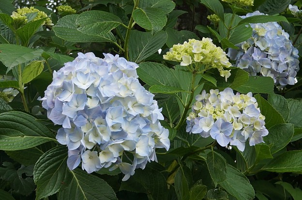 紫陽花