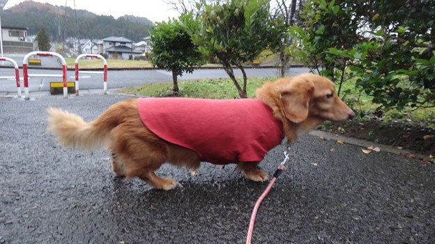 雨　合間