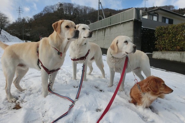 五日目の雪