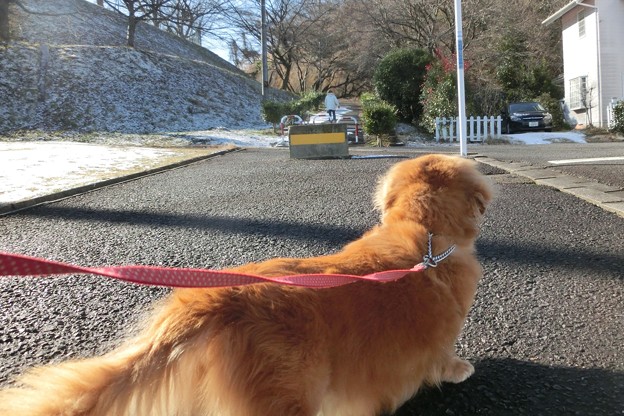 ダックス リモっこ