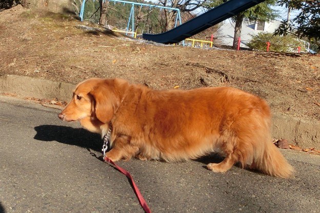 ダックス リモっこ