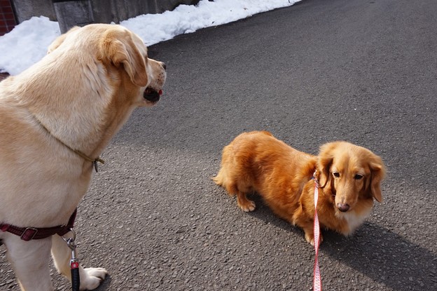 ラブ＆ダックス