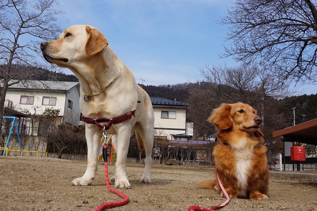 ラブ＆ダックス