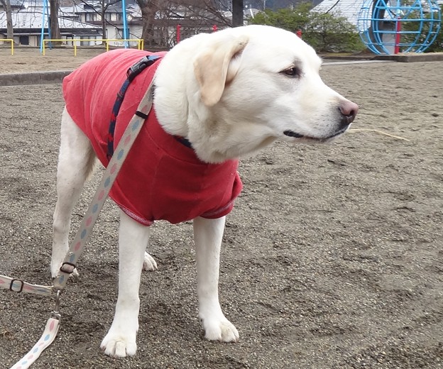 拾いものはメガネ