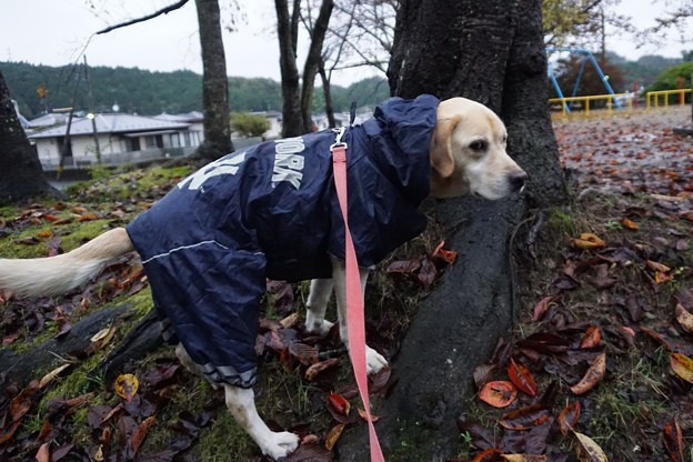 雨の日は
