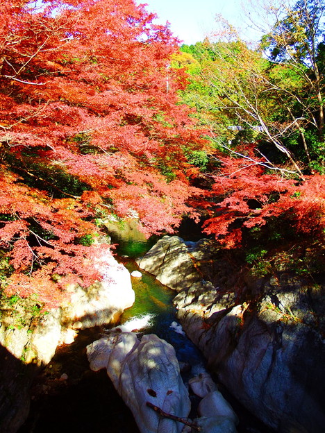 写真: 紅葉@河内渓谷