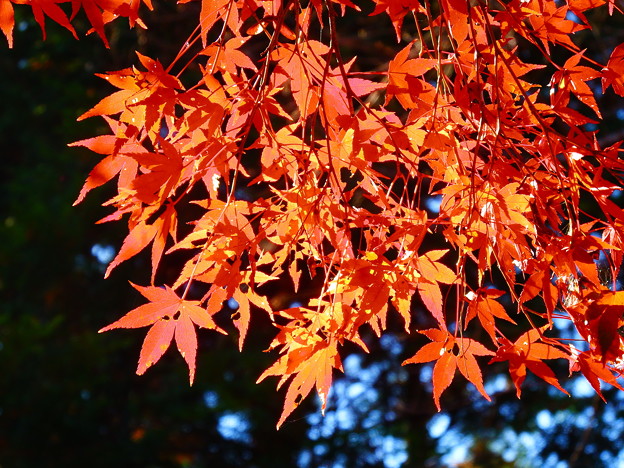 写真: 紅葉@河内渓谷