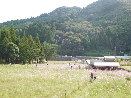 とよのコスモスの里 022