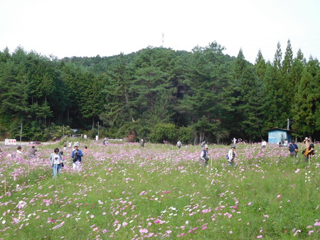 とよのコスモスの里 040
