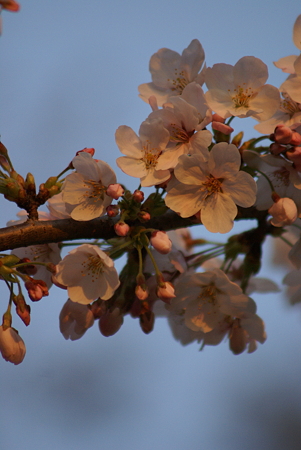 朝陽をあびる桜・その3