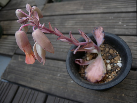 Kalanchoe crenata