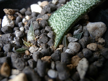 Gasteria batesiana 'Ultra Fine'