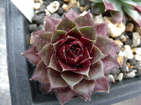 sempervivum 紅牡丹