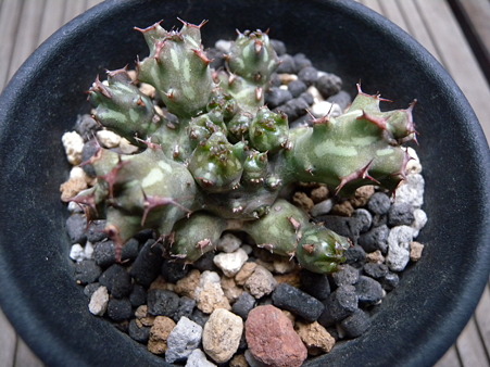 Euphorbia sp.nov