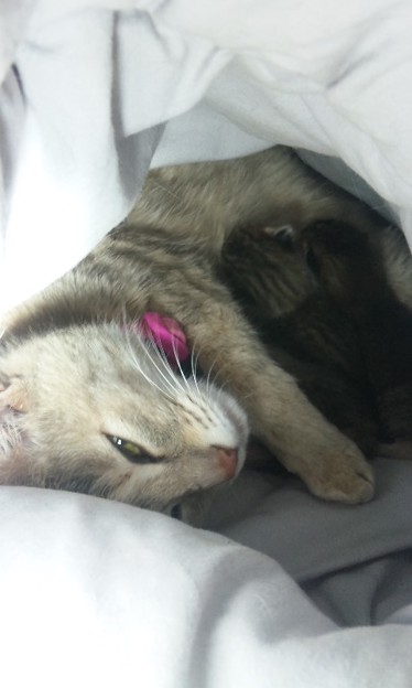 おぱいこちゅぱちゅぱ 写真共有サイト フォト蔵